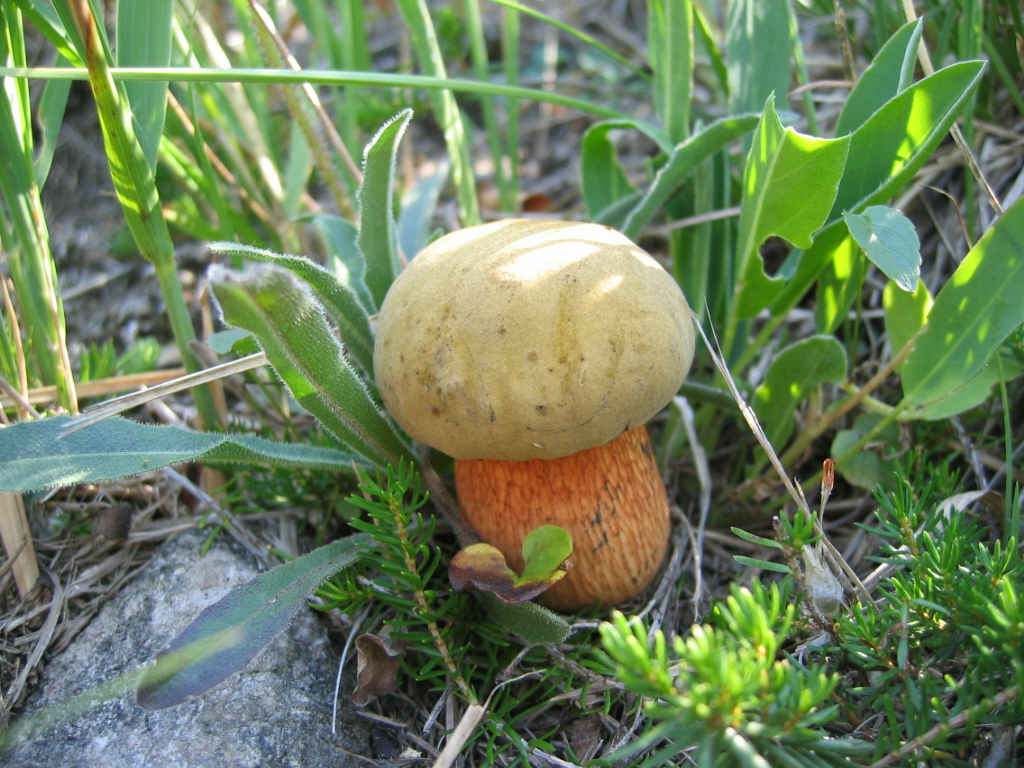 2005 :  Un anno di funghi